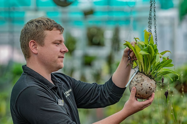 Don’t worry, they won’t bite – zoo’s orchids fit for Halloween